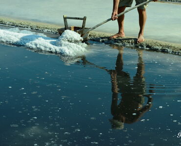 Centro Visite Salina di Cervia - ARTEMIA SALINA Nei laghi continentali  salati e nelle acque madri della Salina ha trovato rifugio dai nemici  predatori l'Artemia salina, piccolo crostaceo rossastro lungo al massimo