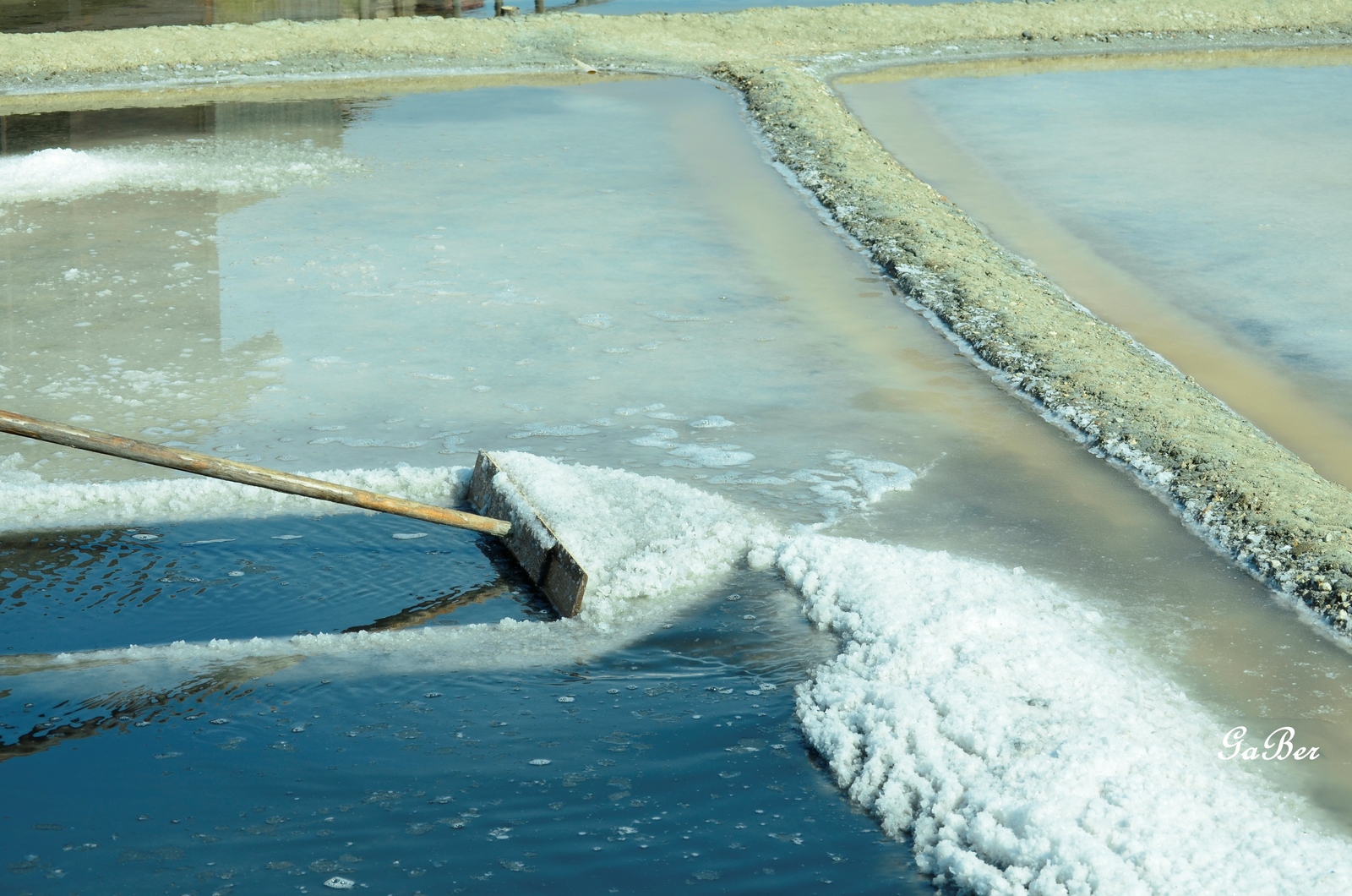 Centro Visite Salina di Cervia - ARTEMIA SALINA Nei laghi continentali  salati e nelle acque madri della Salina ha trovato rifugio dai nemici  predatori l'Artemia salina, piccolo crostaceo rossastro lungo al massimo